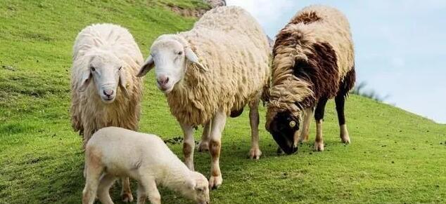 澳洲牧场美丽诺羊